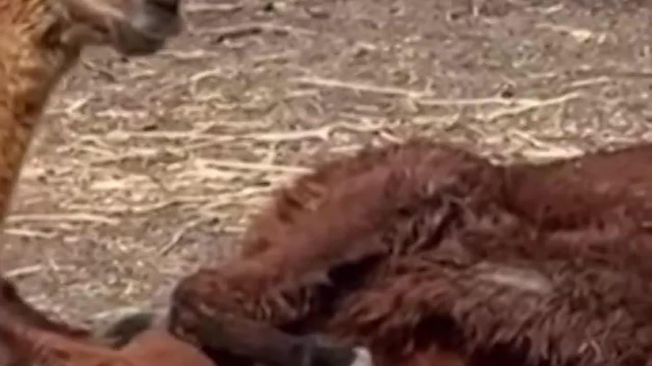 Beloved hobby farm faces shutdown after 60 years A Current Affair Australia