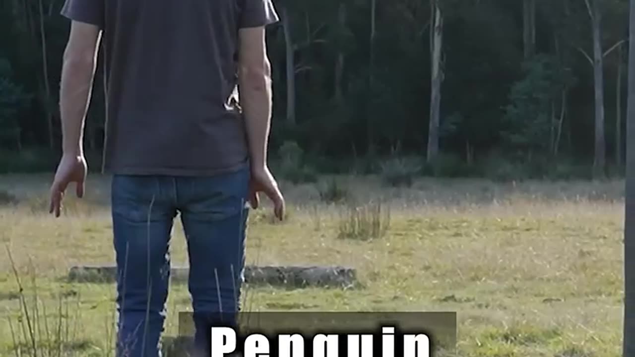 How Animals Fight. Part 2