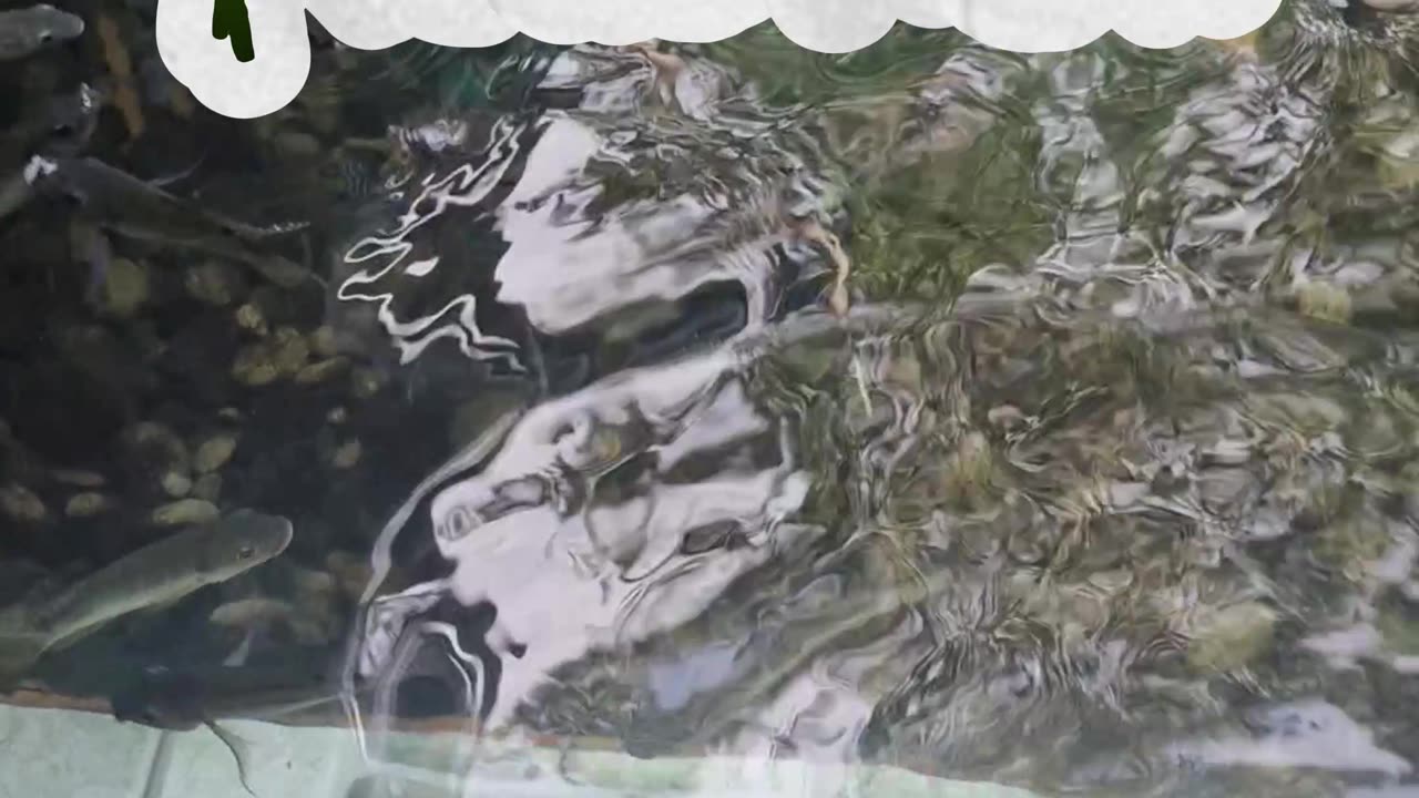 Fish Spa Gone Wrong! It Tickles So Much 😱 | Funny Fish Attack in the Philippines