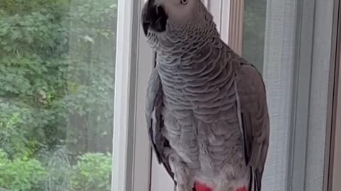 parrot says helloooo then ohoh pupu 😂😂😂