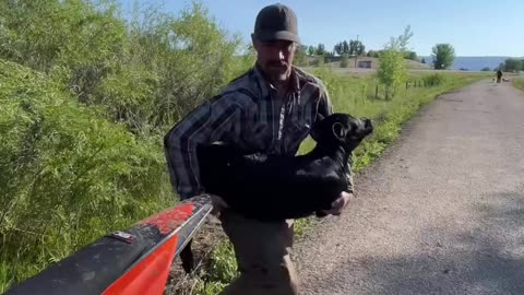 Lost Calf Recovery Service. cartercountrymeats.com