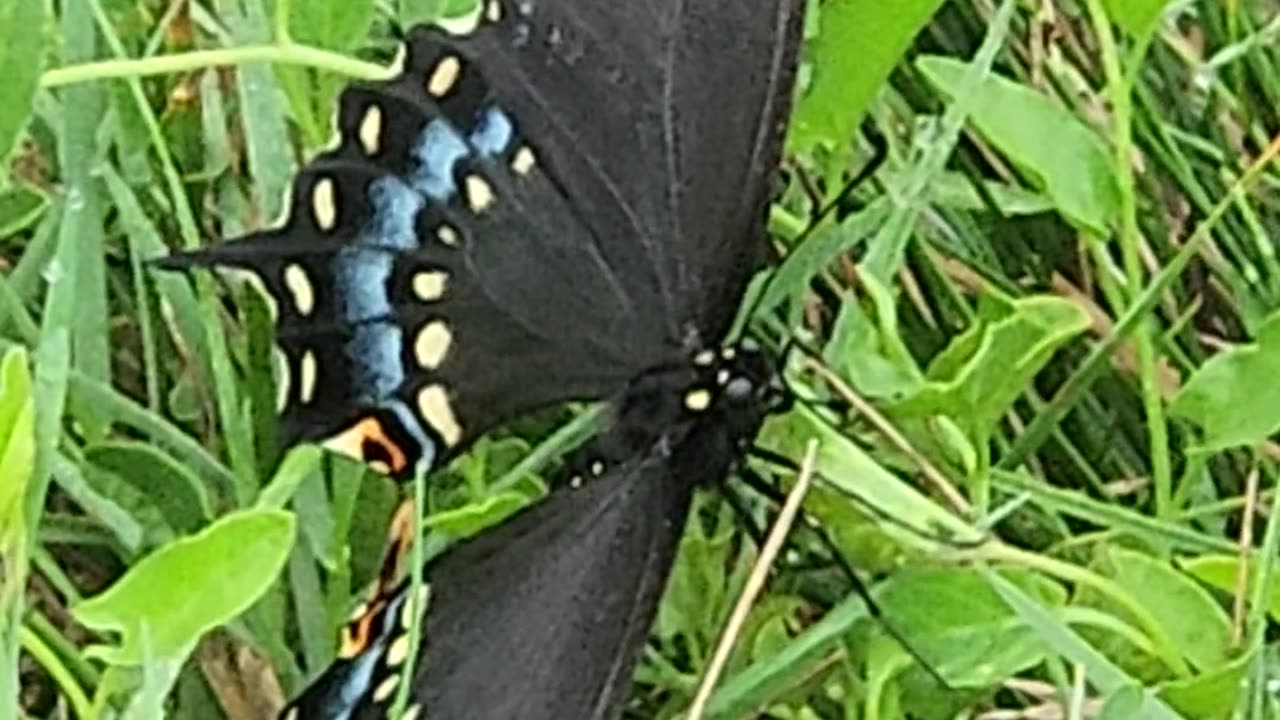 20 Minutes of a Butterfly warming new wings in the Morning sun,