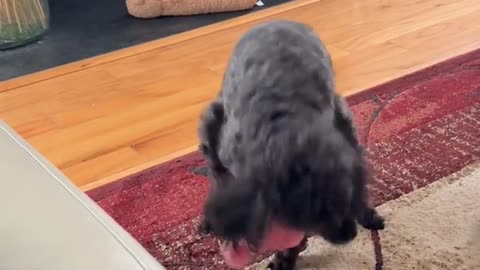 🤯😂 Extreme Animal Escape! You Won't Believe This | FunFM