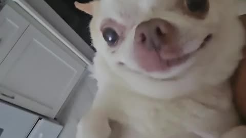 Teddy Face after I disappear for 2 months