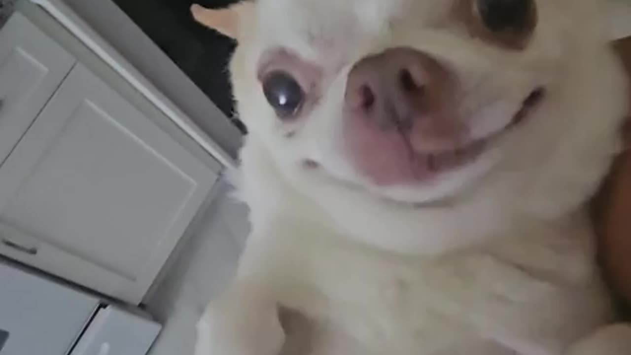 Teddy Face after I disappear for 2 months