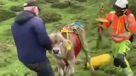 Evacuating Cow by Helicopter in Switzerland