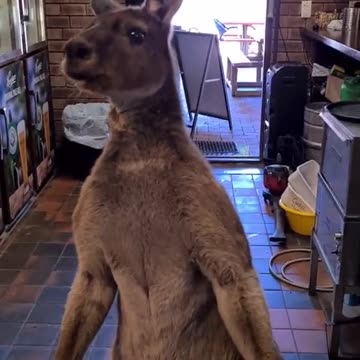 Meet Matt the pub kangaroo only in Australia 🇦🇺