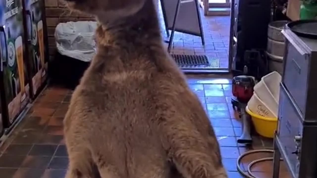 Meet Matt the pub kangaroo only in Australia 🇦🇺