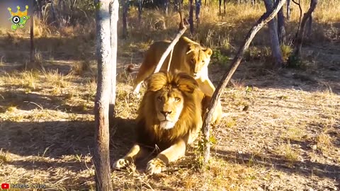 At times when animal messed with the wrong opponent