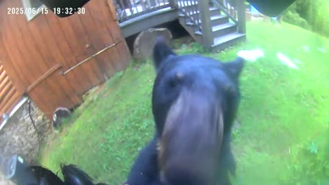 Beer Investigates Bird Feeder Camera