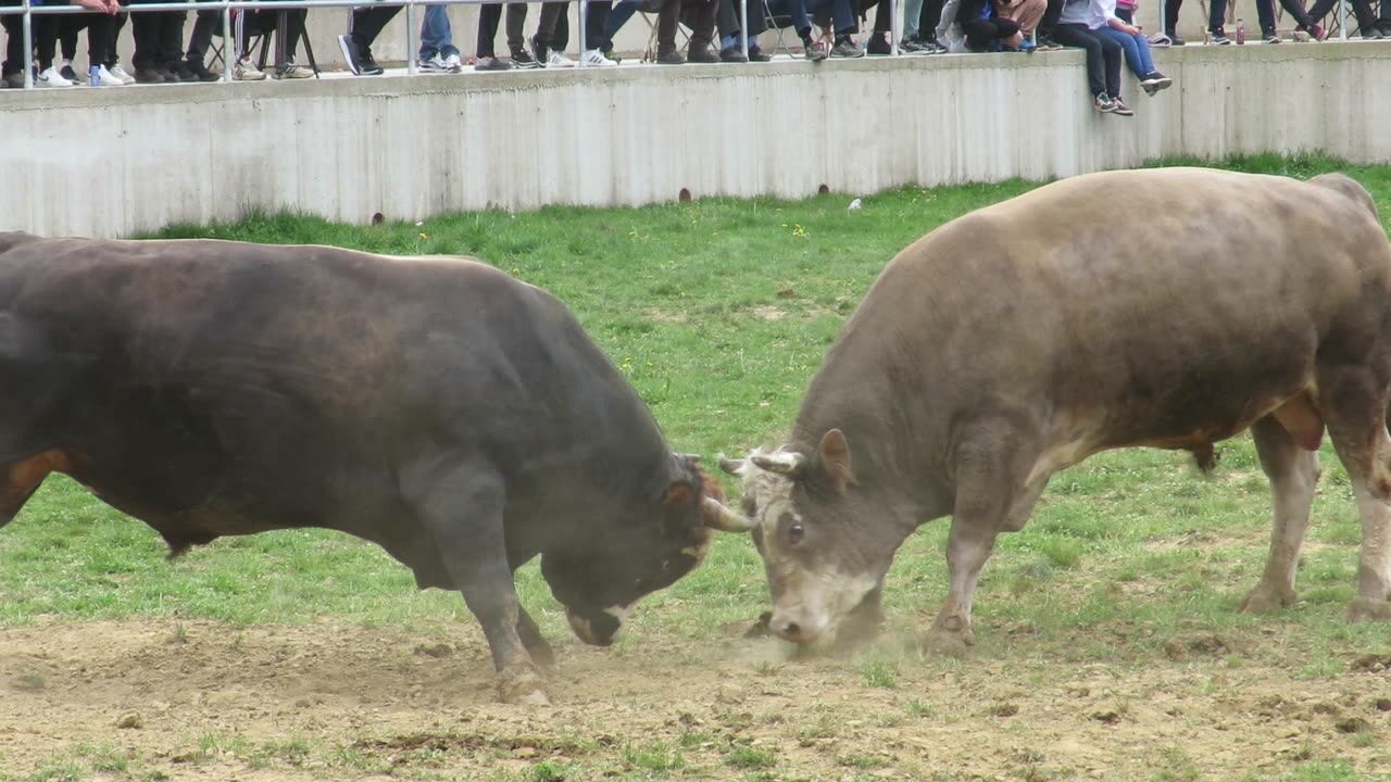 Brizan od Čička vs Kukan od Ormanovića Kutanja 2025