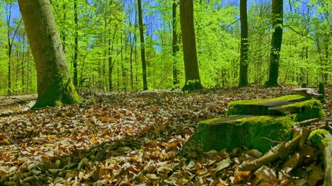 Green Radio: 24/7 Concert of Birds and Nature Sounds