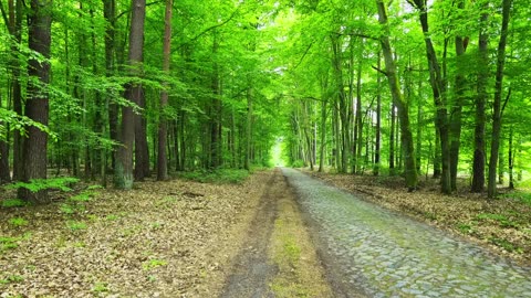 Green Radio: 24/7 Concert of Birds and Nature Sounds