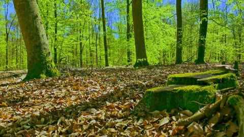 Green Radio: 24/7 Concert of Birds and Nature Sounds