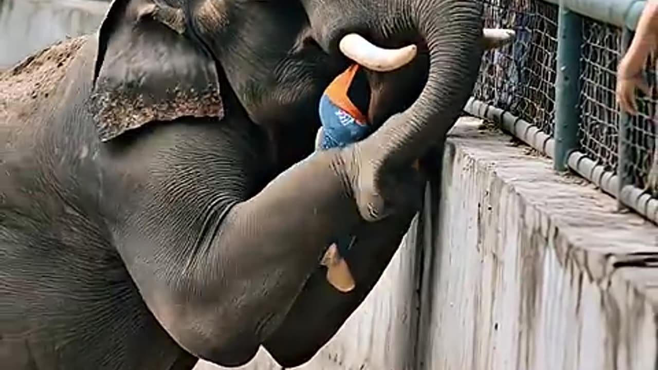 Elephant and children