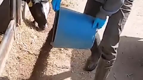 Caring for Cows: Cleanliness and Nutrition at the Heart of Their Well-Being
