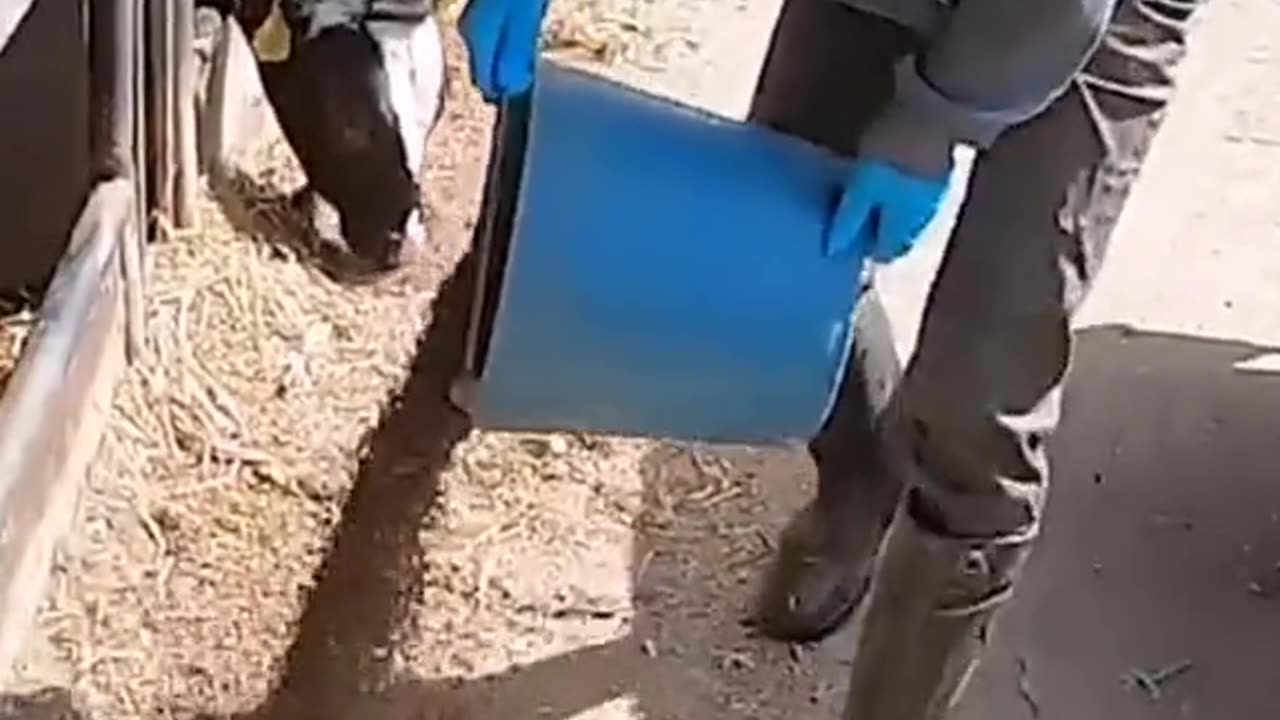 Caring for Cows: Cleanliness and Nutrition at the Heart of Their Well-Being