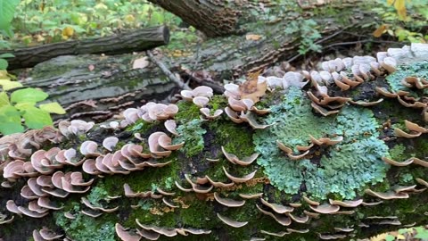 Turkey Tail