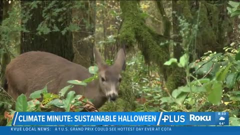 How to stay sustainable this Halloween