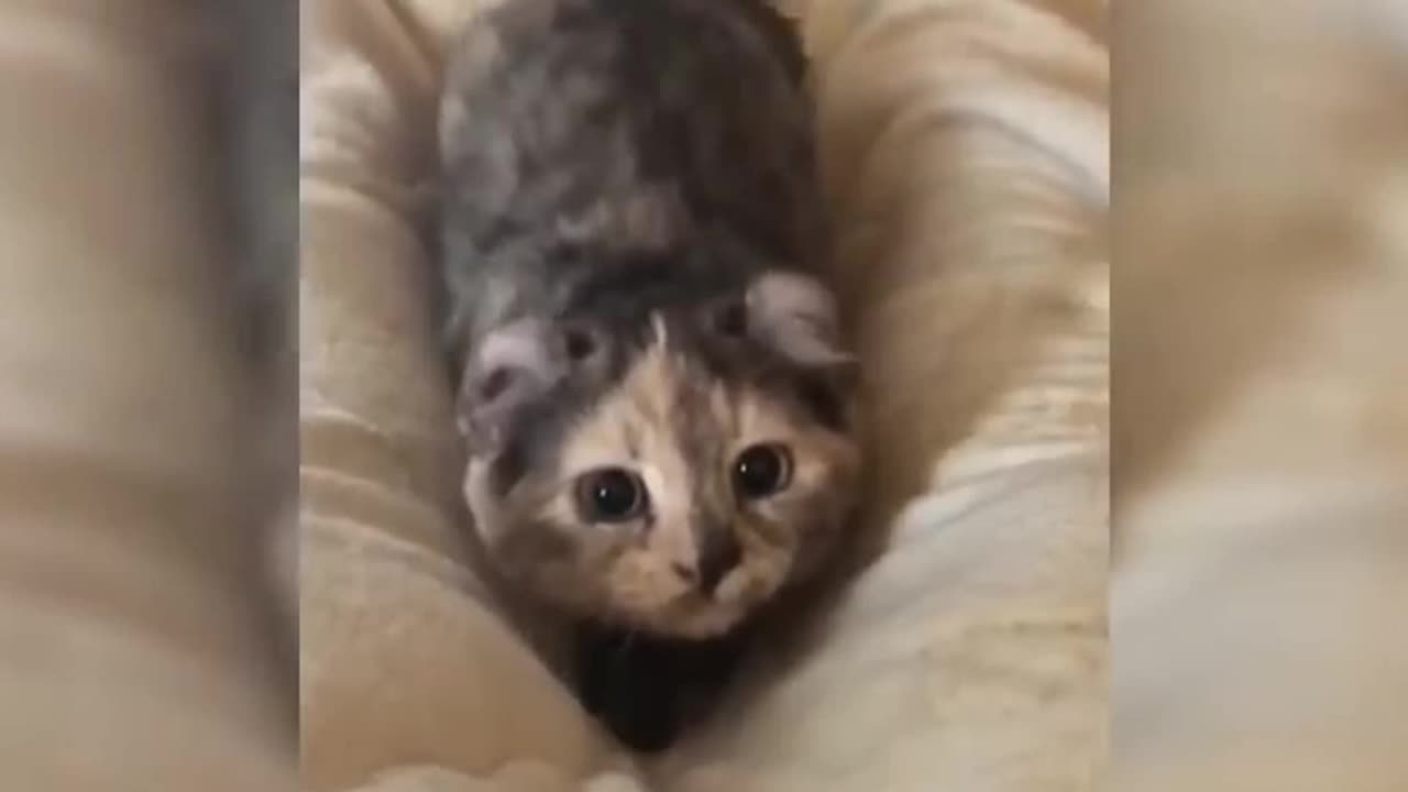 Funny cat videos-Try not to 😂😂😂