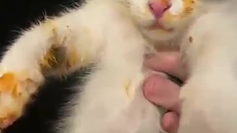 Crazy Kitten Gets Caught Stealing Spaghetti