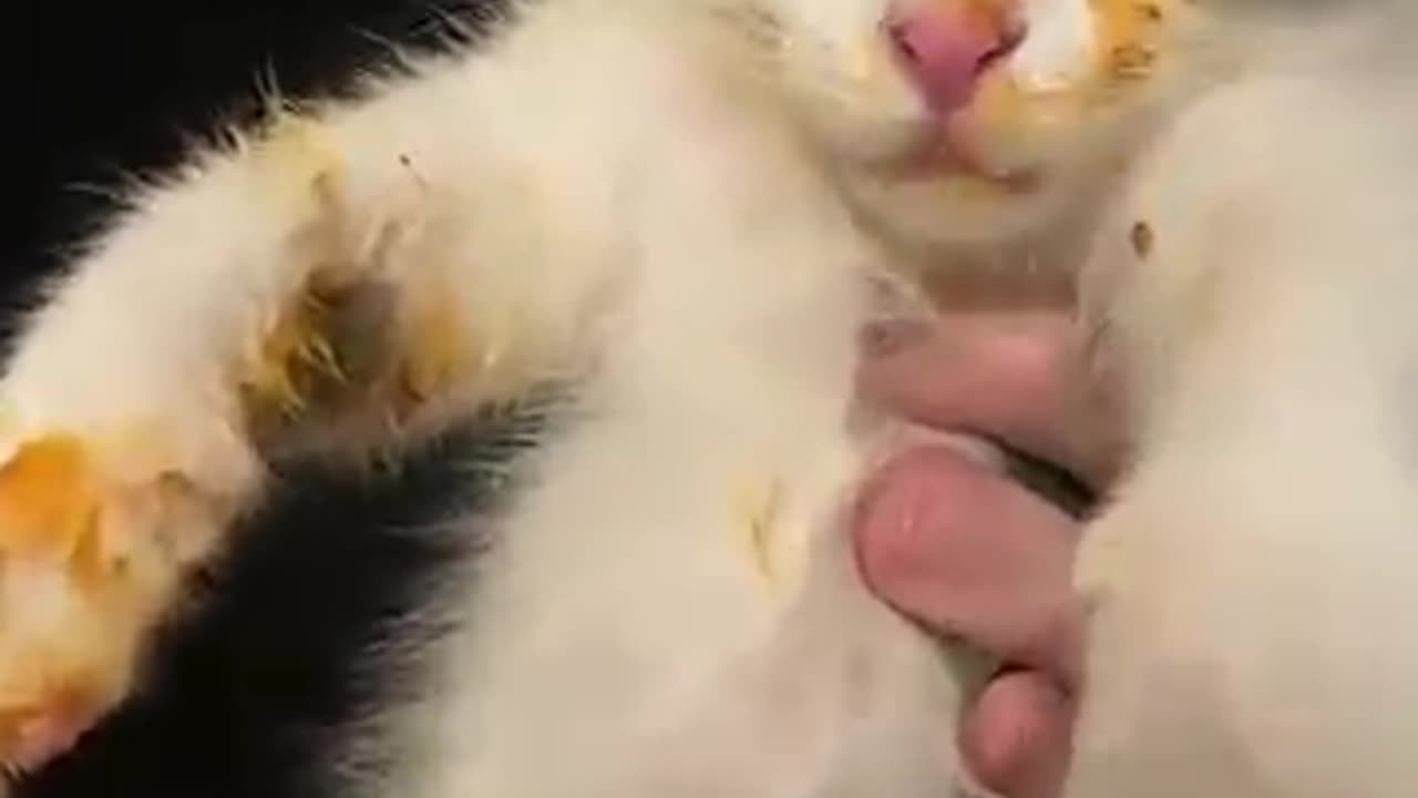 Crazy Kitten Gets Caught Stealing Spaghetti