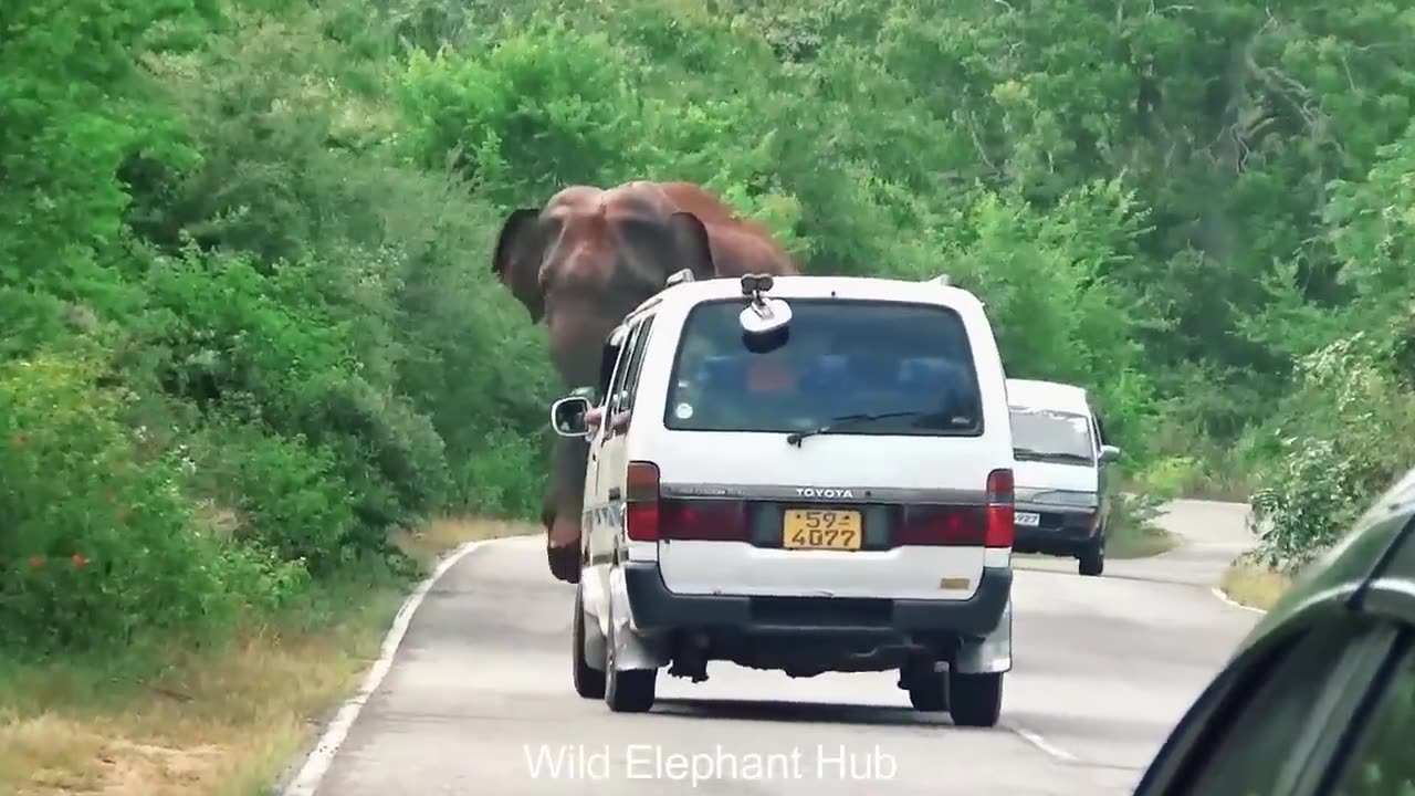 WILD LIFE