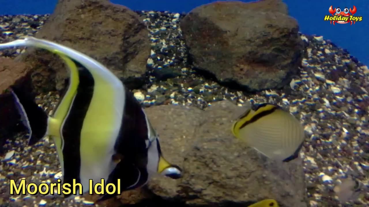 Humpback Whale Swims Away from Iceberg Because it is About to Collapse