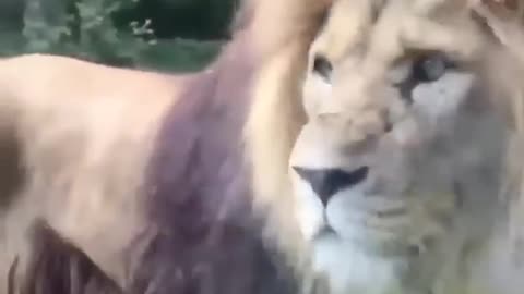 Lion Roars nd Attacks The People On CAR/Lion Attacks The Car/Lion Break The car Glass