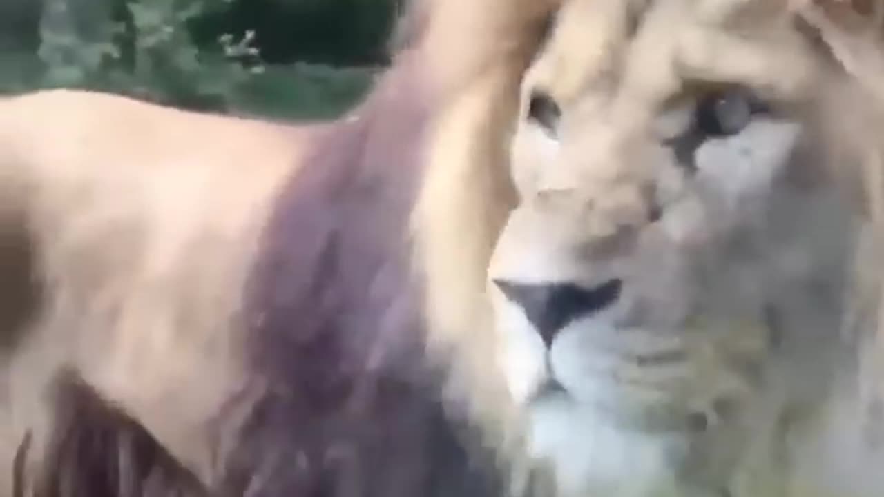 Lion Roars nd Attacks The People On CAR/Lion Attacks The Car/Lion Break The car Glass
