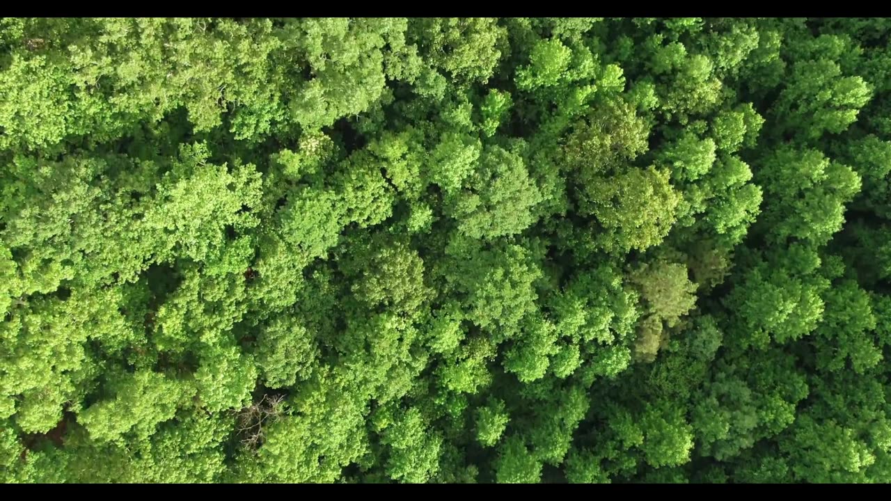 🌱 How Forests Help Our Planet Survive! 🌍🌿