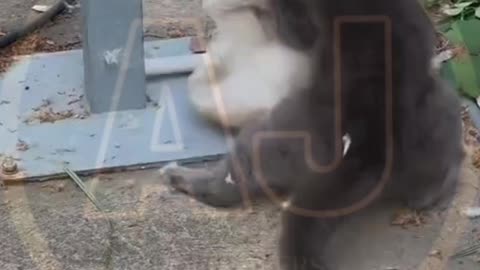 Funny animals video