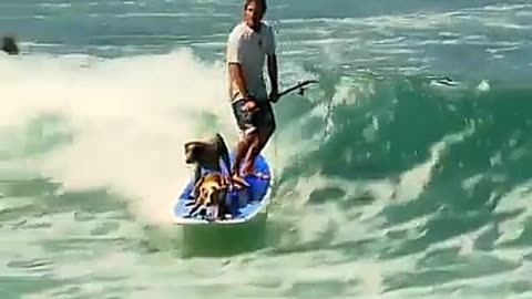 Surfing Dogs Catching Waves – Adorable Pups Ride the Ocean Like Pros!