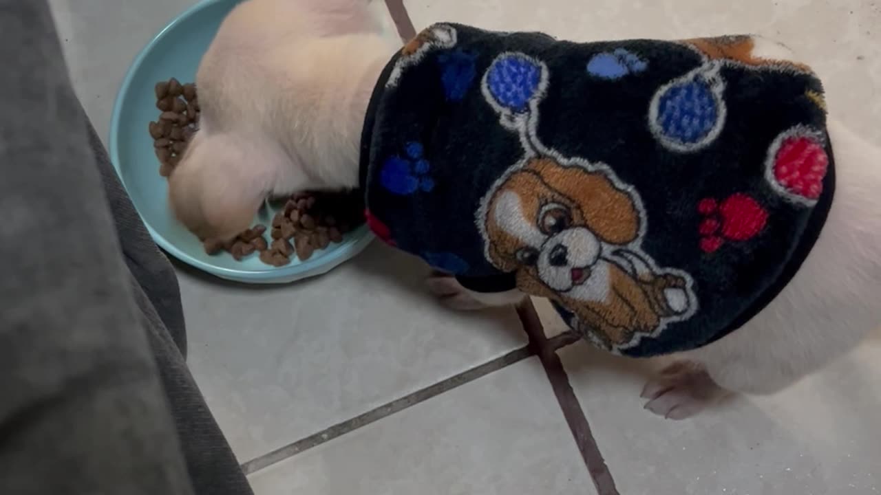 Puppy Tricked Into Eating Kibble