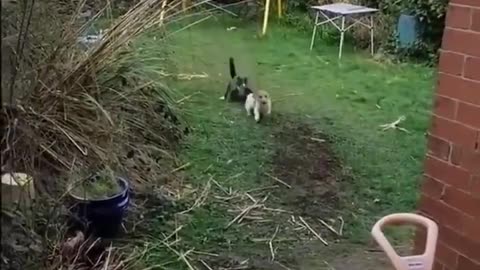 Funny animal