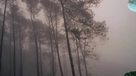 Relaxing Forest Ambience & Morning Mountain Sounds – Natural White Noise for Meditation & Sleep