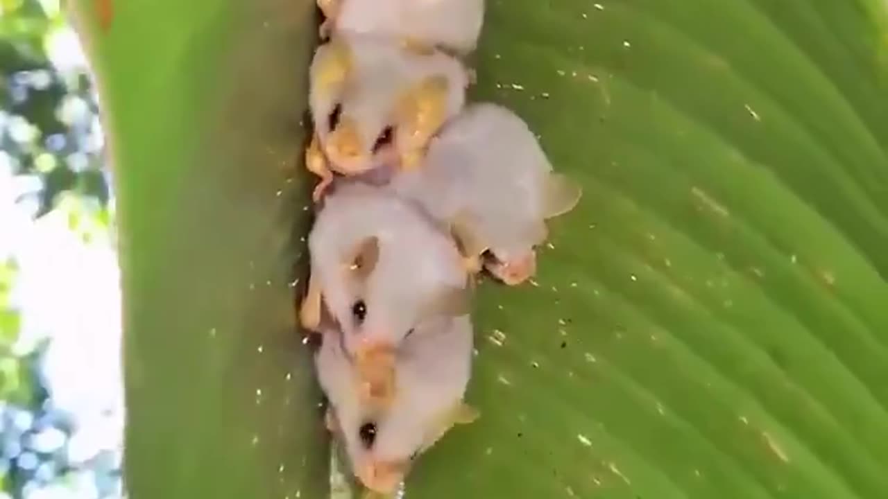 Hiding under a leaf like pros!