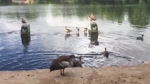 Ducks playing at lakeside.