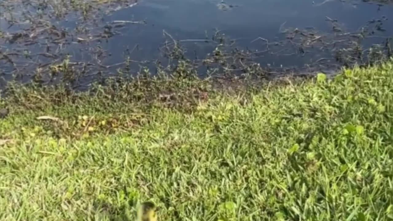 Saving a Gosling From a Storm Drain