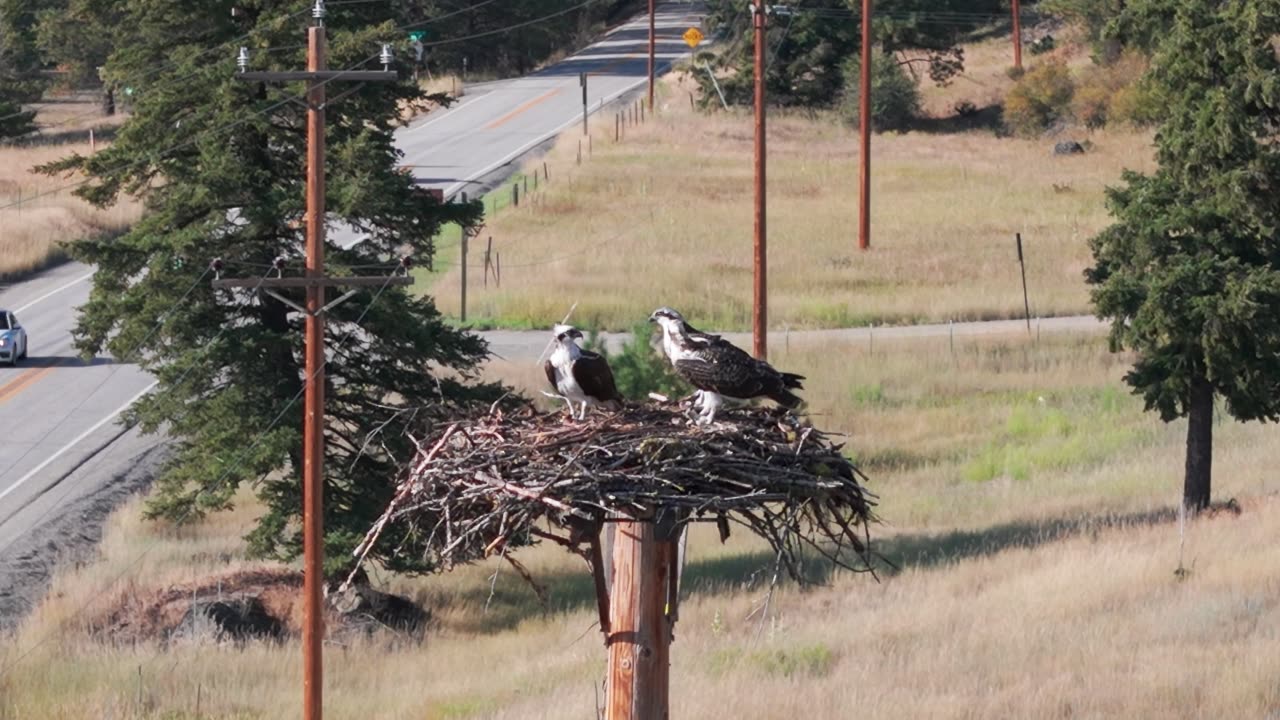 Osprey Fledglings 8-19-25