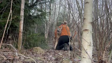 Woman Rescues Deer Tangled in Fence
