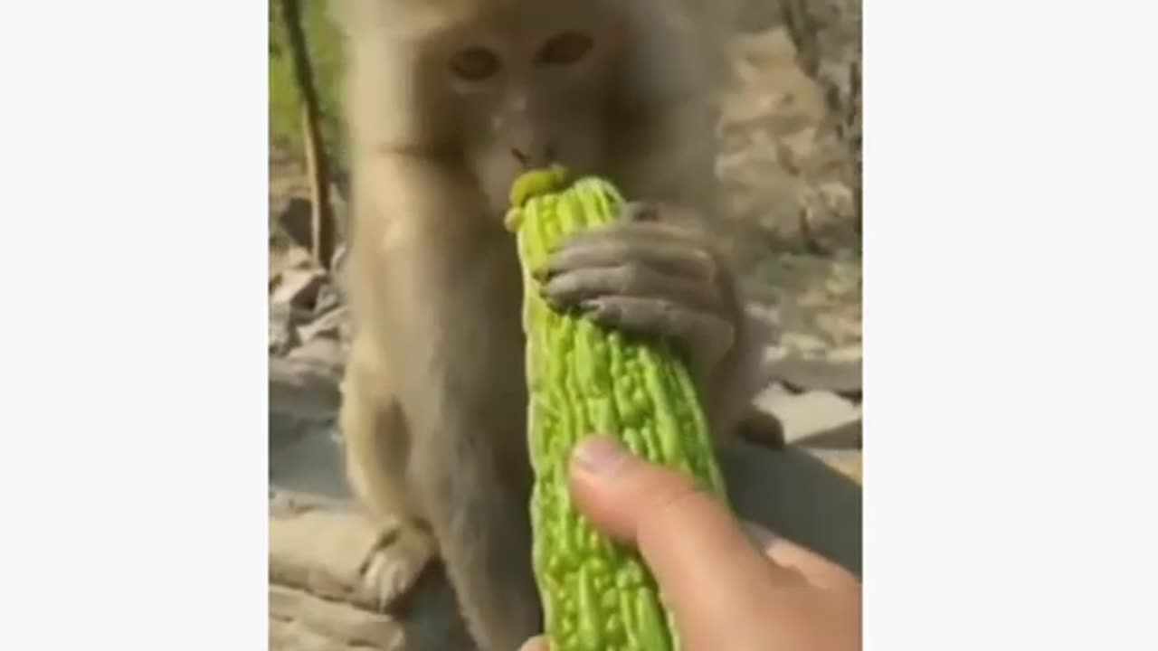 Funny animalsππππ