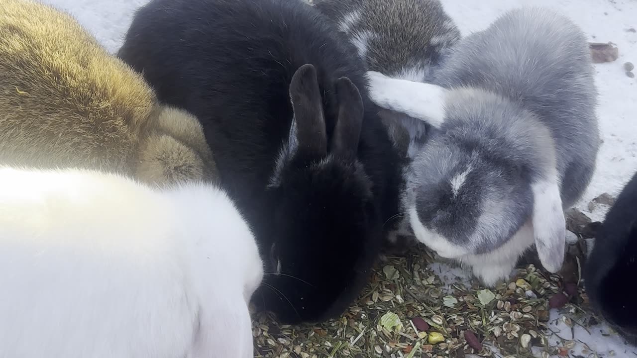 Tiny Bunny Enjoying a Snack