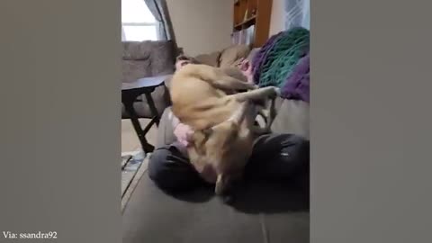 When Your Big Dog Thinks He's a BABY