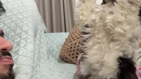 Puppy Asks Man to Play in a Cute Way