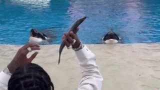 Soulja Boy at SeaWorld Shoot a 3 at a Whales Mouth