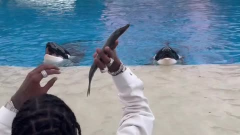 Soulja Boy at SeaWorld Shoot a 3 at a Whales Mouth