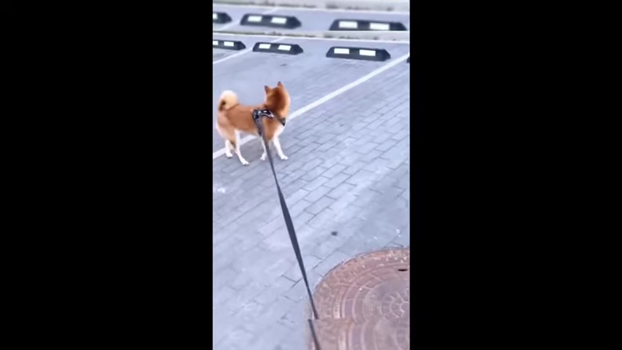 Funny animal videos 2025