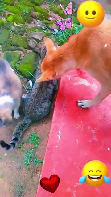Funniest Cats and Dogs Videos 2025 😹🐶 Best Funny Animal Videos 😂 Funny Pets Zone #joy#pet #
