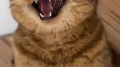 Cat Reactions While Cleaning Up His Messes